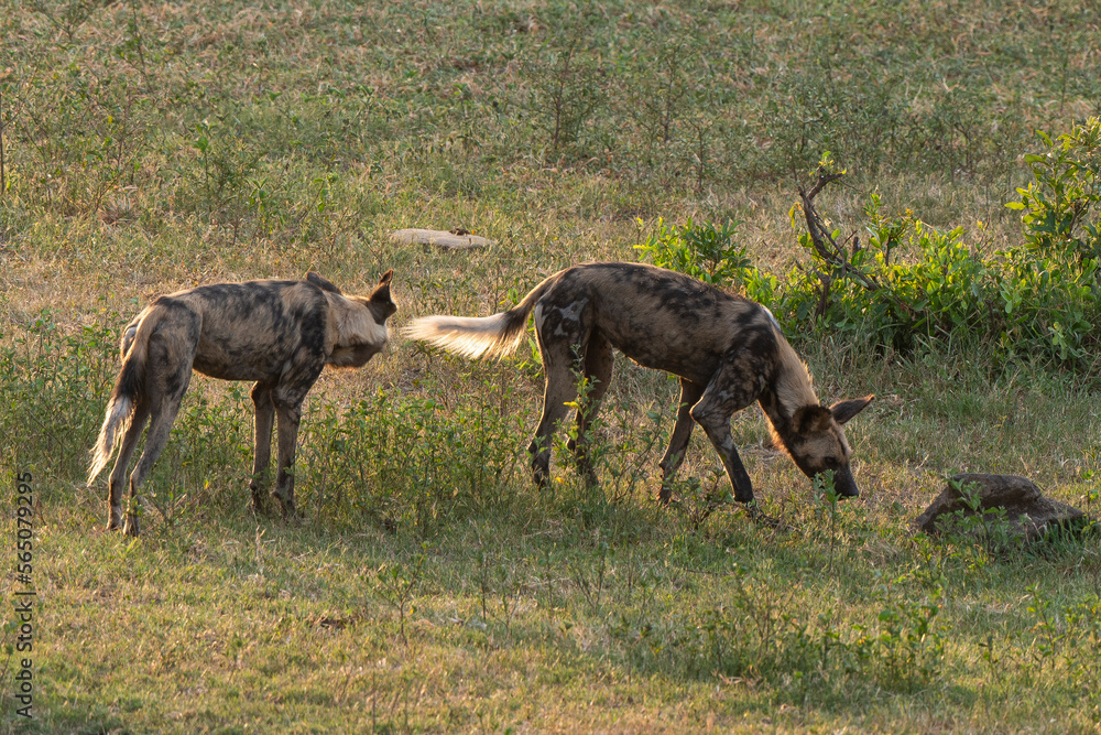 Lycaon, Lycaon pictus, Afrique du Sud Lycaon, Lycaon pictus, Afrique du Sud