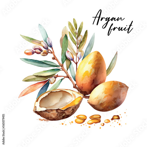 Branch of the argan tree, can be used as a design element for the decoration of cosmetic or food products using argan oil. Hand-drawn watercolor sketch