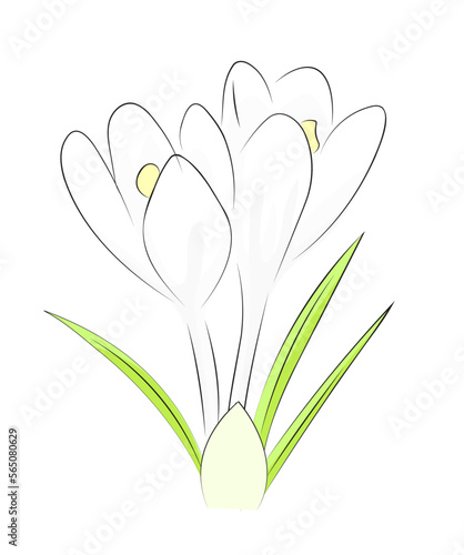 Biały krokus ilustracja