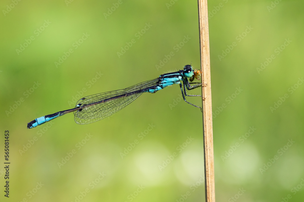 Male white-legged damselfly holding on to a twig while eating a prey Male white-legged damselfly holding on to a twig while eating a prey