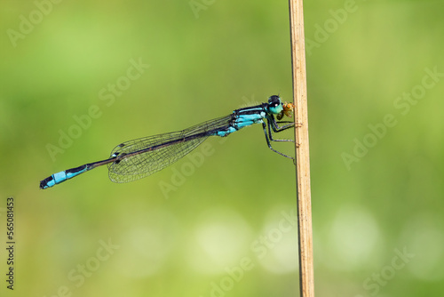 Male white-legged damselfly holding on to a twig while eating a prey