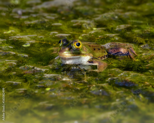 Green frog in a green pond