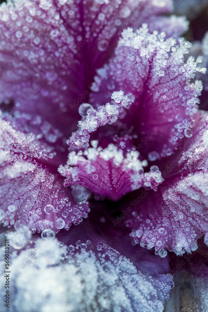 Frost on the red ornamental cabbage in the garden