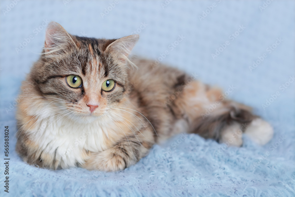Cat rests on a light blue blanket. Pets. Cute Cat  looking at the camera. Beautiful Kitten rests. Cat close-up. Kitten with big green eyes. Pet. Without people. Copy space. Animal background. 
