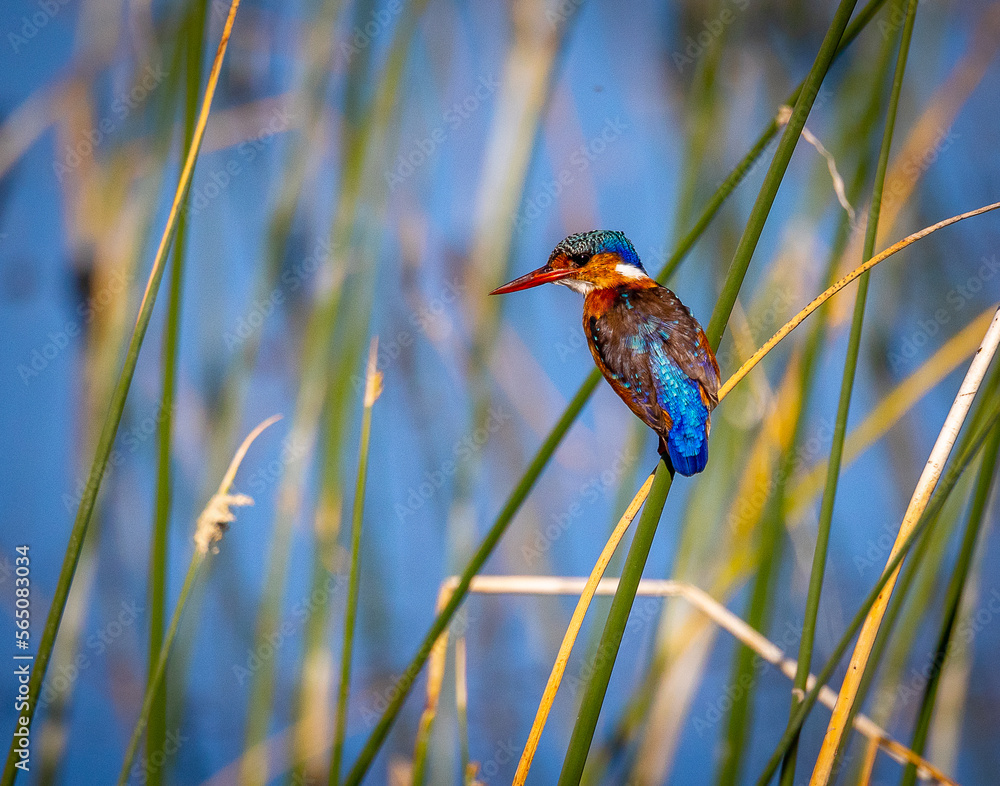 Small brightly colored blue bird on reed