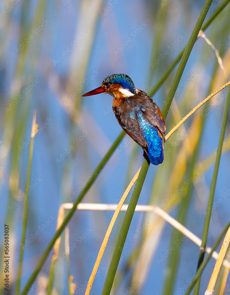 Malachite kingfisher on reed looking