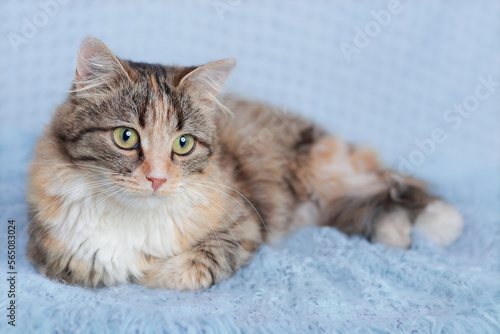 Cat rests on a light blue blanket. Pets. Cute Cat looking at the camera. Beautiful Kitten rests. Cat close-up. Kitten with big green eyes. Pet. Without people. Copy space. Animal background. 