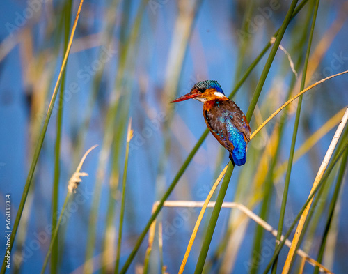Obraz na płótnie Small brightly colored blue bird on reed w salonie