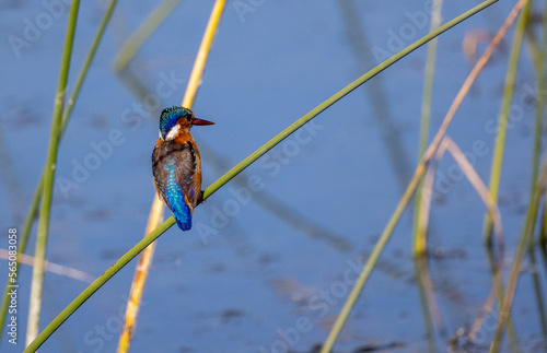 Malachite kingfisher on a reed