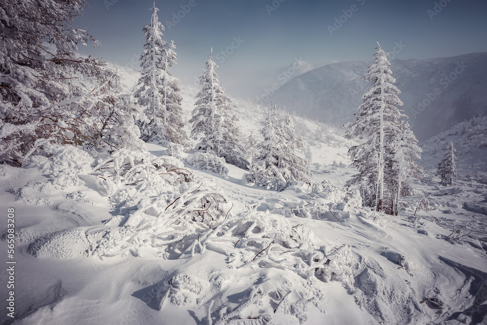 Stunning wintery Scenery in sunny day. Winter landscape with snow capped mountain under sunlight. Popular hiking and travel place. Winter wonderland. stunning nature background. Carpathian mountains.