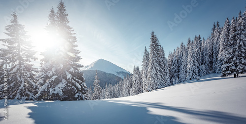 Splendid Alpine scenery in winter. Fantastic frosty morning in forest. snow-cowered pine trees under sunlight. Fantastic mountain highland. Amazing winter background. Wonderful Christmas Scene