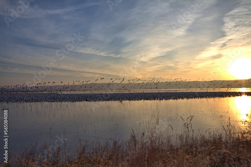 Sunrise on a lake finds migrating Geese taking flight