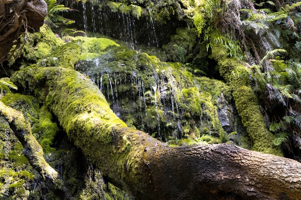 Fototapeta premium Cecilia Waterfall, Cape Town. Beautiful Moss growing on the rocks and a fallen tree.