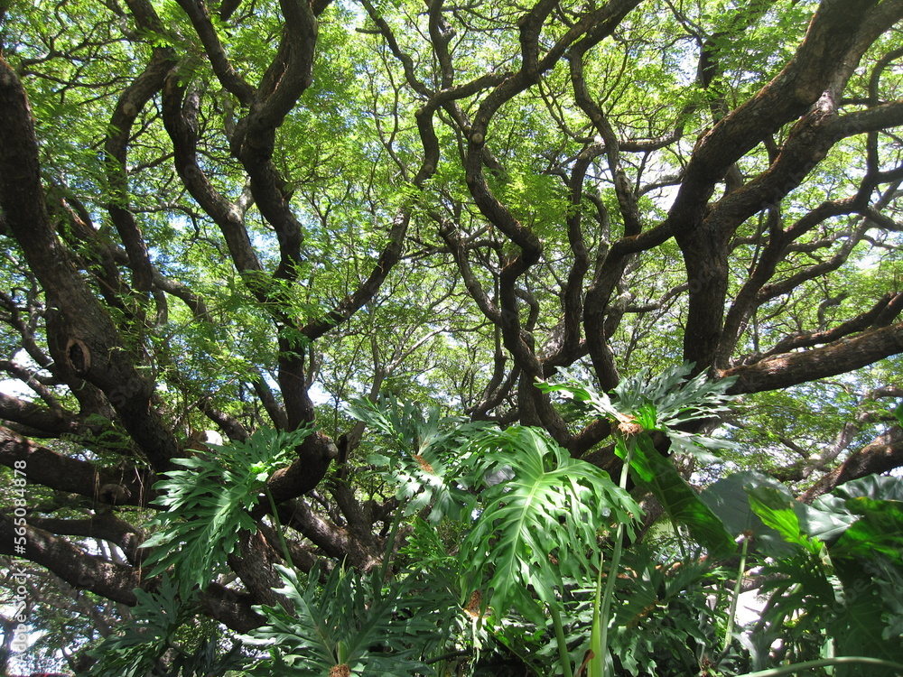 Fototapeta premium tree in the forest
