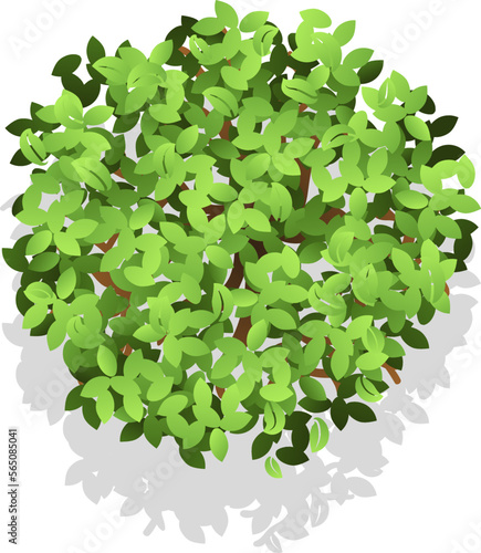 Landscape map element. Green plant top view