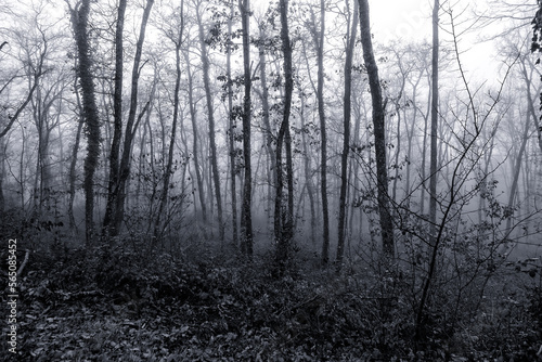 Scary dark forest