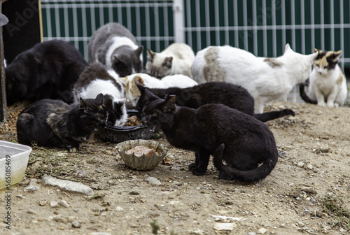 Canvas Print Street abandoned cats