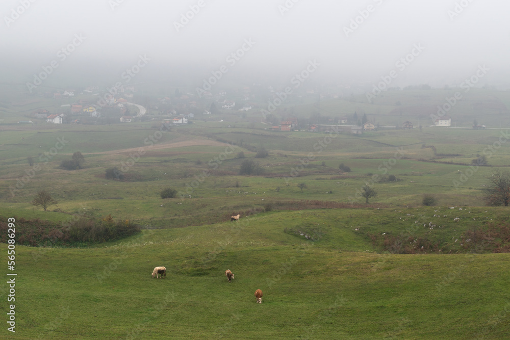 Family milk cow herd graze in pasture in village Kola on Manjaca mountain near Banja Luka during foggy autumn day Family milk cow herd graze in pasture in village Kola on Manjaca mountain near Banja Luka during foggy autumn day