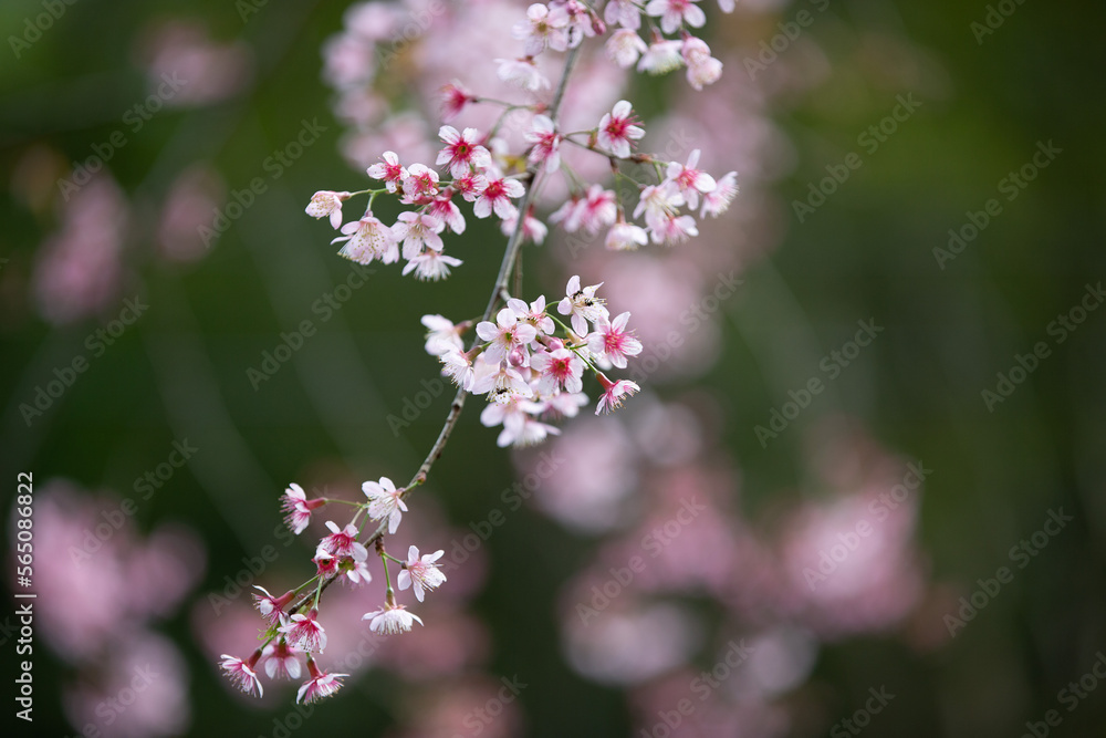 cherry blossom sakura in spring season with blue sky background cherry blossom sakura in spring season with blue sky background