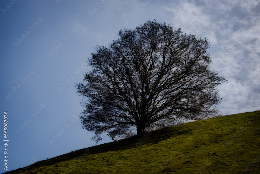 Realistic illustration of a tree on a hill or field, Generative AI Realistic illustration of a tree on a hill or field, Generative AI