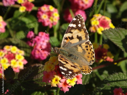 Foto Painted lady (Vanessa cardui) butterfly on pink and yellow lantana flowers