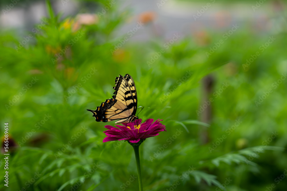 Obraz premium butterfly on flower