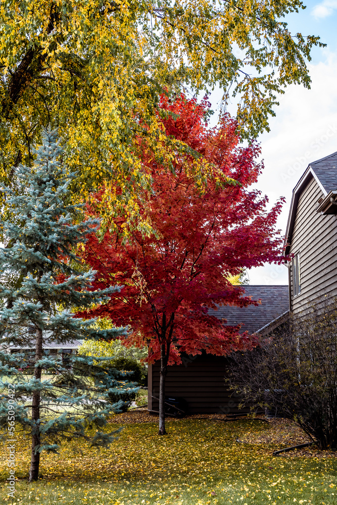 Bright Red Tree On Side of Suburban Home in Fall Bright Red Tree On Side of Suburban Home in Fall