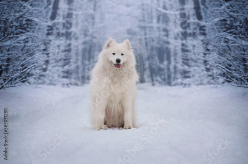 Samoyed female. A dog lying in a snowy landscape.