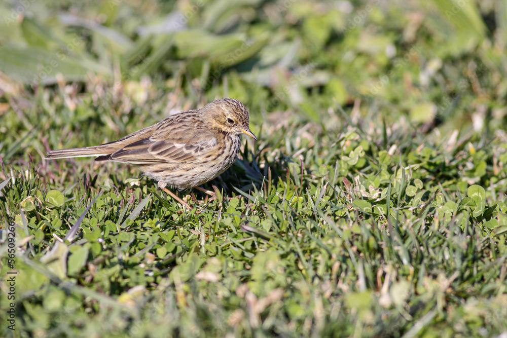 Pipit looking for food in a meadow Pipit looking for food in a meadow