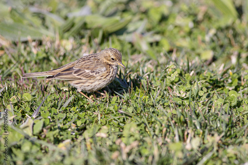 Pipit looking for food in a meadow