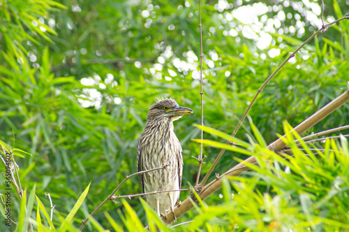Black-crowned night heron (Nycticorax) surrounded by vegetation