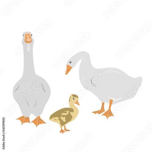 Goose family. Female and male geese and gosling isolated on white background, geese couple in flat style. Vector illustration