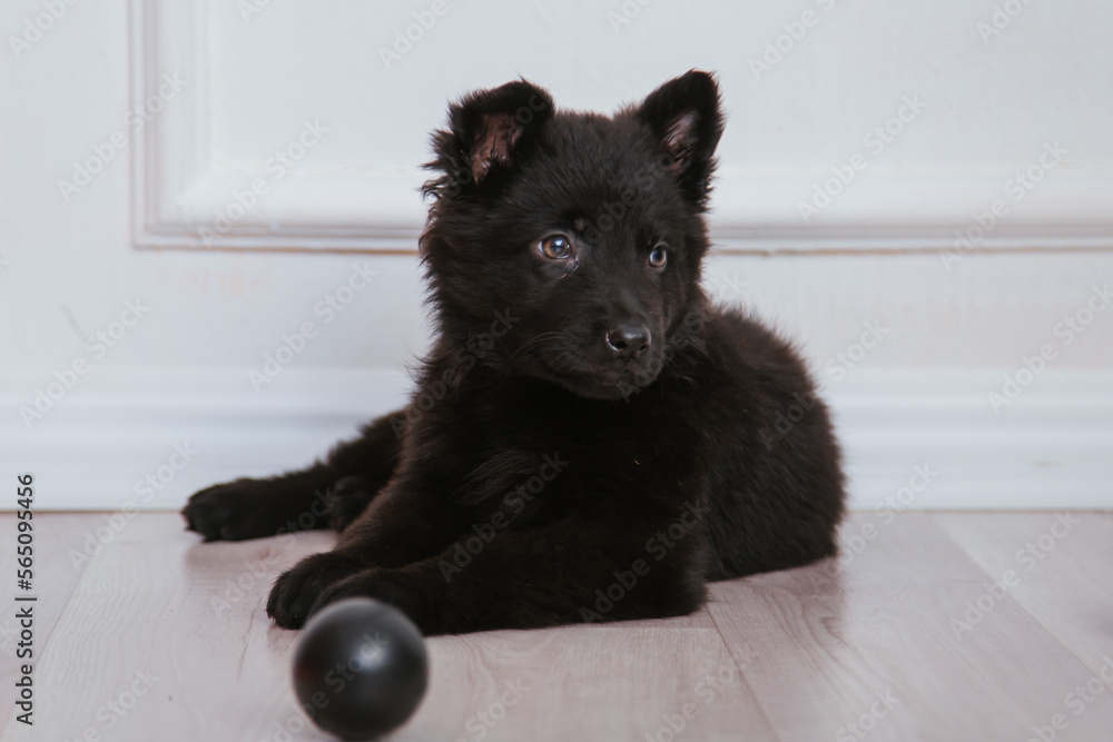 black German Shepherd puppy sits on a white background. Favorite pets. black German Shepherd puppy sits on a white background. Favorite pets.