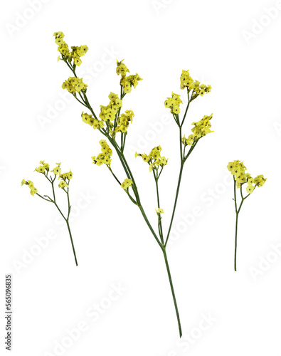 Set of twigs of yellow limonium flowers isolated on white or transparent background