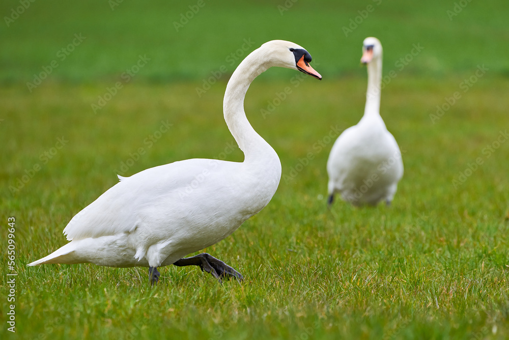 Mute swans on a field (Cygnus olor) Mute swans on a field (Cygnus olor)