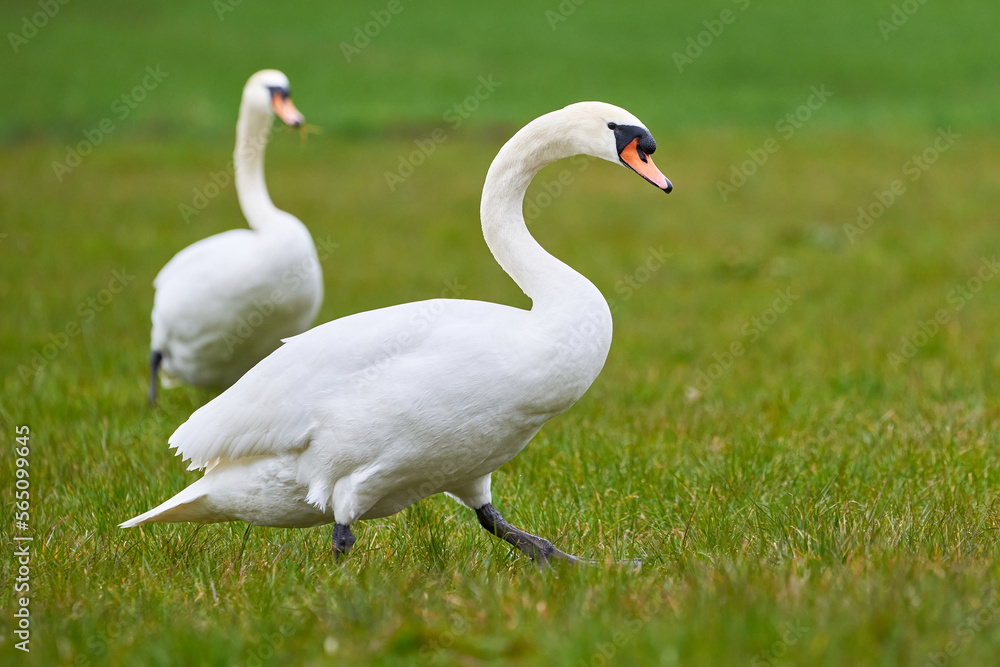 Mute swans on a field (Cygnus olor) Mute swans on a field (Cygnus olor)