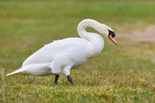 Fototapeta Naklejka Na Ścianę i Meble -  Mute swan on a field (Cygnus olor)
