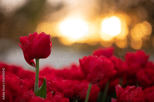 Bright tulips at dawn, a blooming field covered with flowers to the horizon.