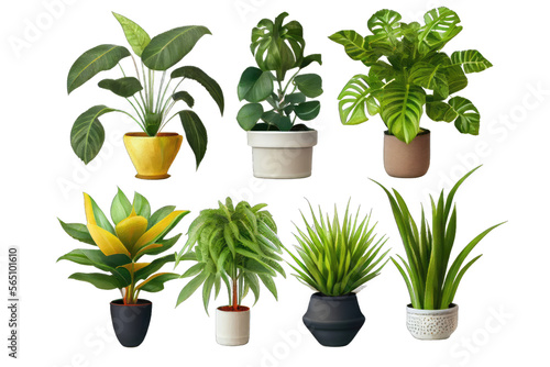 House plants in pots isolated on white background: ficus, crassula. Generative AI