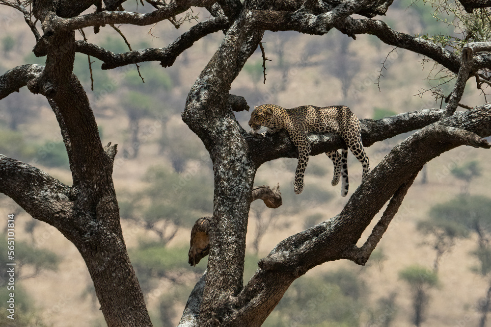 A Leopard in a Tree in Tanzania A Leopard in a Tree in Tanzania