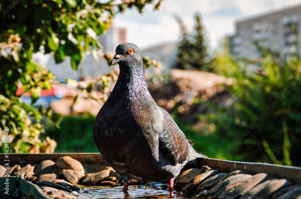 Obraz premium Pigeon