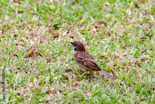 Sparrow on a grass