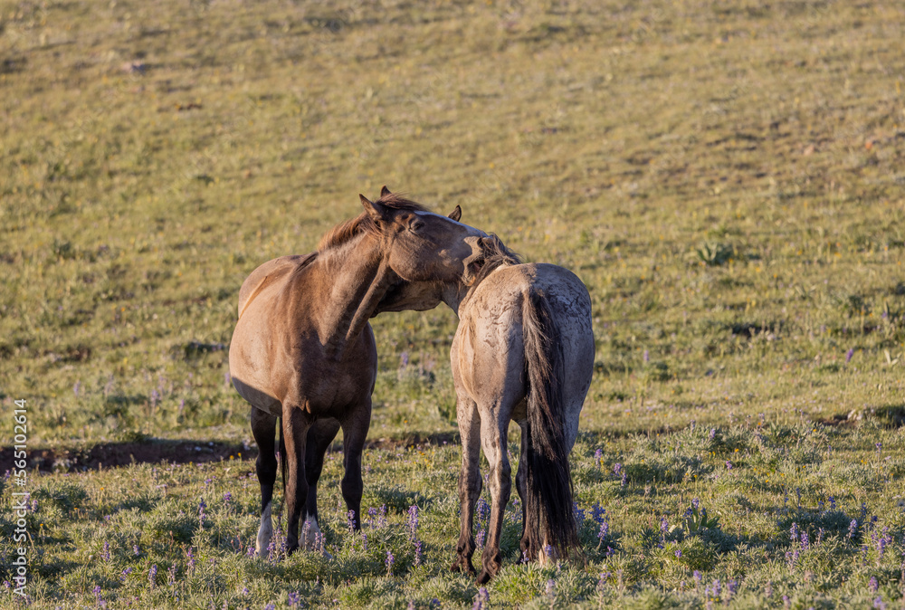 Wild horses in summer in the Pryor Mountains Montana Wild horses in summer in the Pryor Mountains Montana