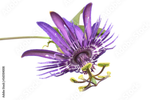 Close-up on one single purple passionflower on white background