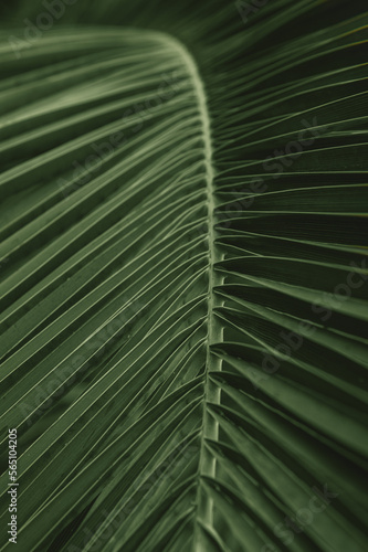 Natural tropical texture background of palm leaf © darkbird