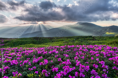 Sunrise. Rhododendron flowers blooming on the high mountain. Spring morning. Wallpaper background. Panoramic view. Sun rays enlighten the meadow. © Vitalii_Mamchuk