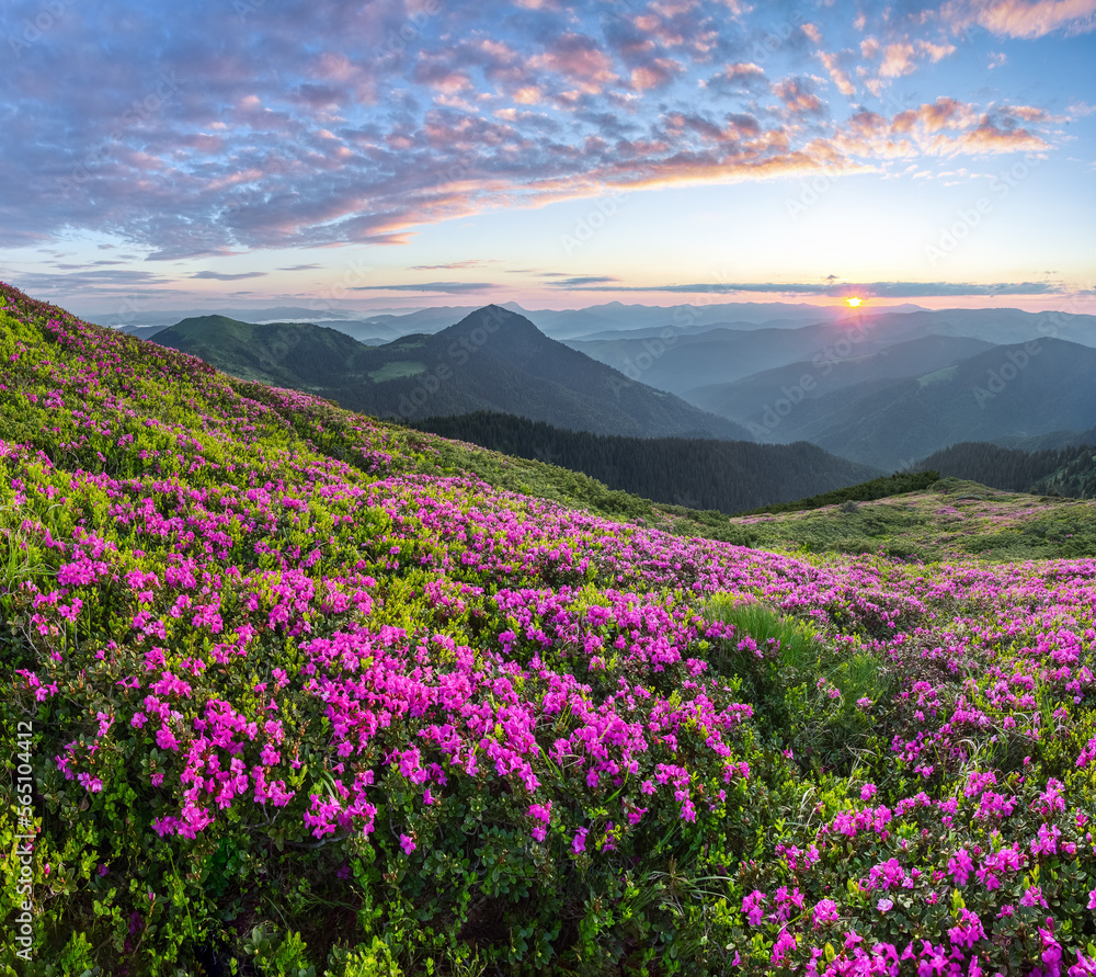 Fototapeta premium Sunrise with orange sky. The lawns are covered by pink rhododendron flowers. High mountain. Spring morning. Wallpaper background. Panoramic view. Location Carpathian mountain, Ukraine, Europe.