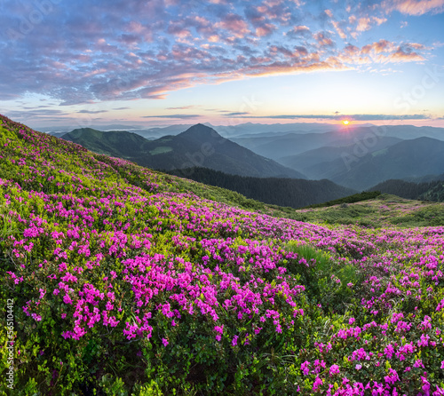 Sunrise with orange sky. The lawns are covered by pink rhododendron flowers. High mountain. Spring morning. Wallpaper background. Panoramic view. Location Carpathian mountain, Ukraine, Europe.