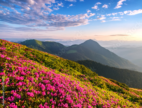 Sunset. The lawns are covered by pink rhododendron flowers. High mountain. Wallpaper background. Panoramic view. Location Carpathian mountain, Ukraine, Europe.