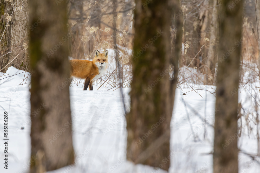 Red fox running in winter Red fox running in winter
